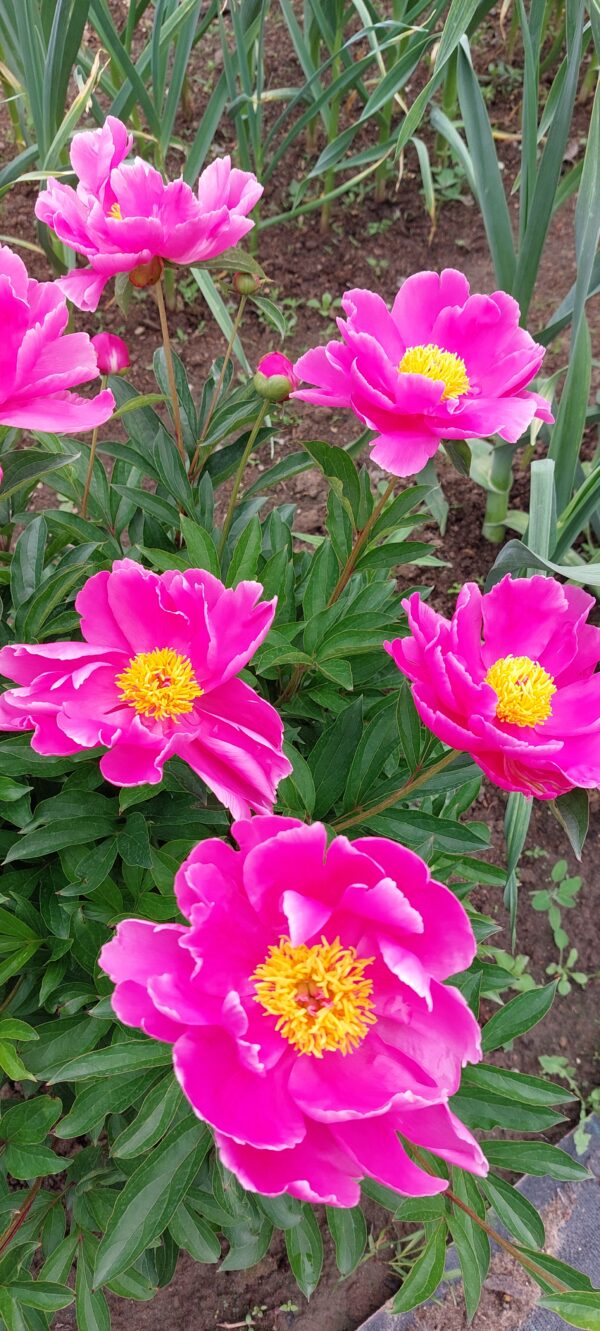 20240601_114739 Bijūnas puikusis "Bowl of beauty" (Paeonia lactiflora "Bowl of beauty")