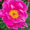 Bijūnas puikusis "Bowl of beauty" (Paeonia lactiflora "Bowl of beauty")