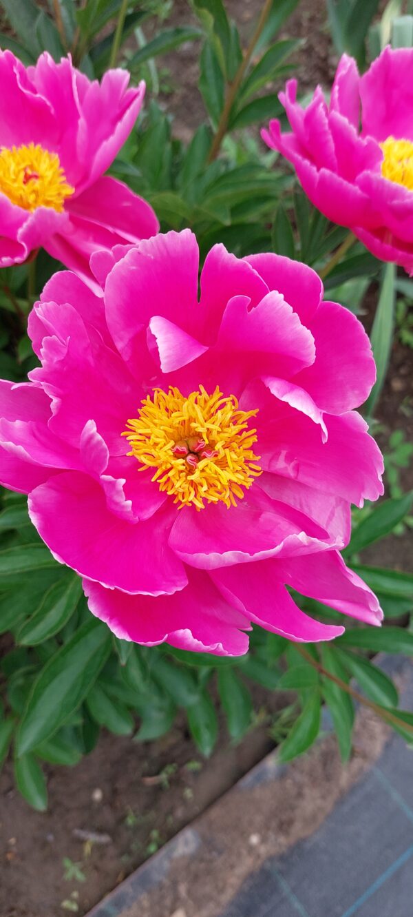 20240601_114740 Bijūnas puikusis "Bowl of beauty" (Paeonia lactiflora "Bowl of beauty")