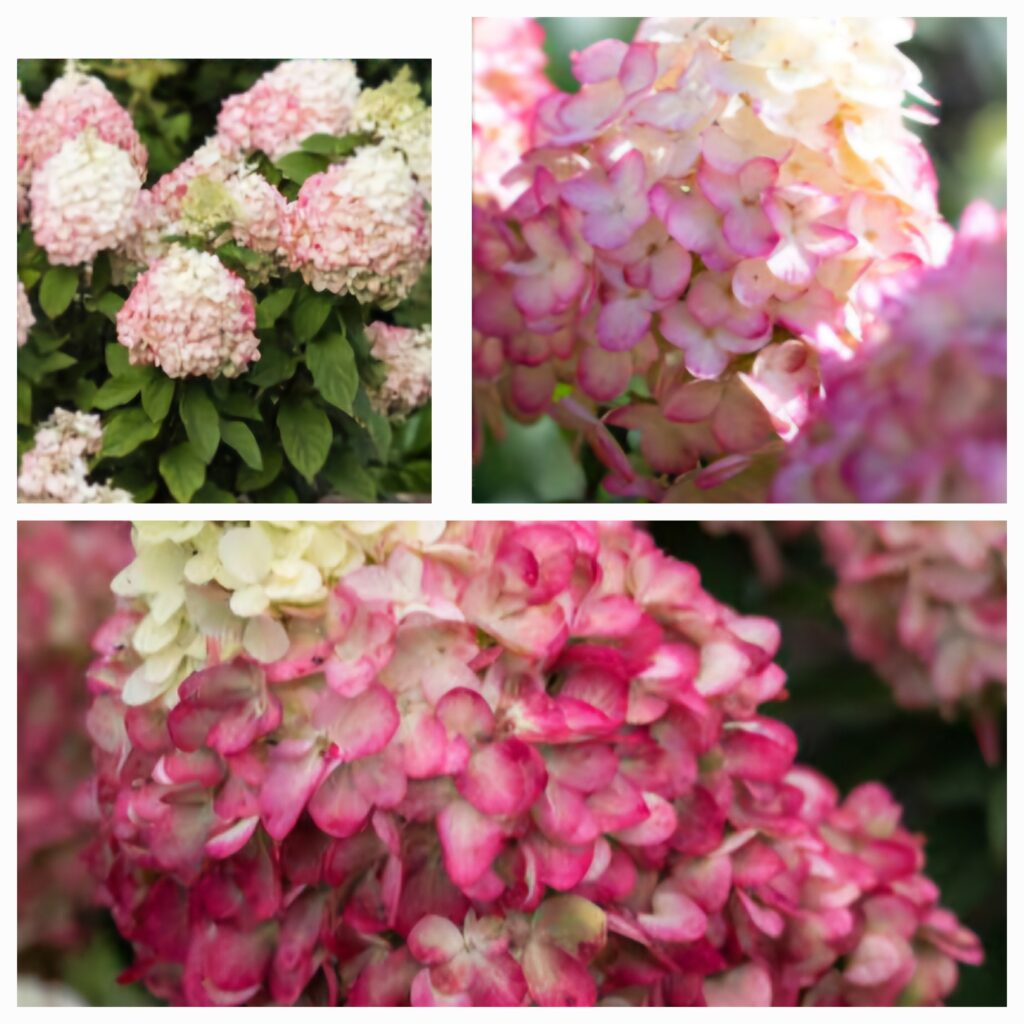 Hortenzija šluotelinė „Living Colourful Cocktail®” (Hydrangea ...