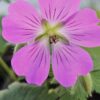 Snaputis "Rose Clair" (Geranium "Rose Clair")