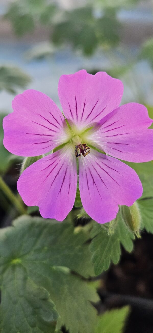 20250223_082449 Snaputis "Rose Clair" (Geranium "Rose Clair")