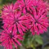 Monarda "Bee Pure" (Monarda hybride "Bee Pure")