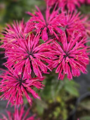 Monarda "Bee Pure" (Monarda hybride "Bee Pure")