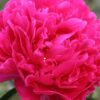 Bijūnas puikusis "Karl Rosenfield" (Paeonia lactiflora "Karl Rosenfield")