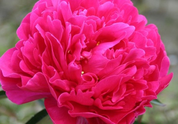 Bijūnas puikusis "Karl Rosenfield" (Paeonia lactiflora "Karl Rosenfield")