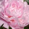 Bijūnas puikusis "Sarah Bernhardt" (Paeonia lactiflora "Sarah Bernhardt")