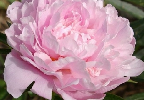 413016710011_25_paeonia_sarah_bernhardt_2_3.653e38ac0db5e Bijūnas puikusis "Sarah Bernhardt" (Paeonia lactiflora "Sarah Bernhardt")