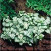 Notrelė "White Nancy" (Lamium maculatum "White Nancy")