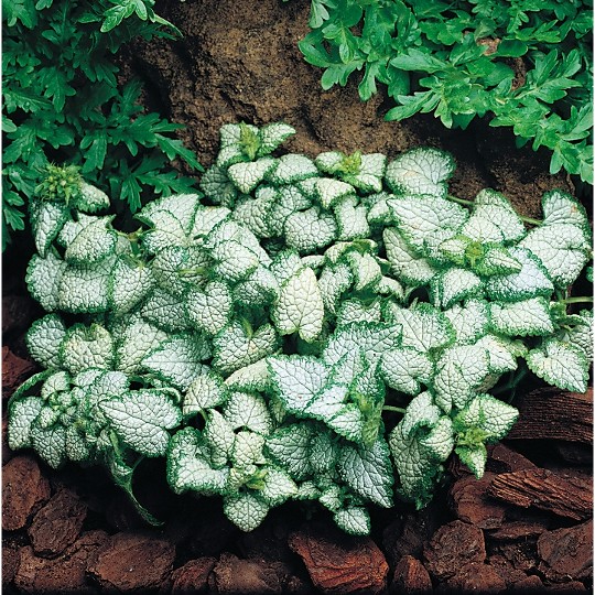 540 (1) Notrelė "White Nancy" (Lamium maculatum "White Nancy")