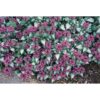 Notrelė "Purple Dragon" (Lamium maculatum "Purple Dragon")