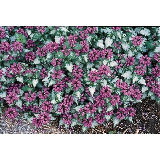 Notrelė "Purple Dragon" (Lamium maculatum "Purple Dragon")