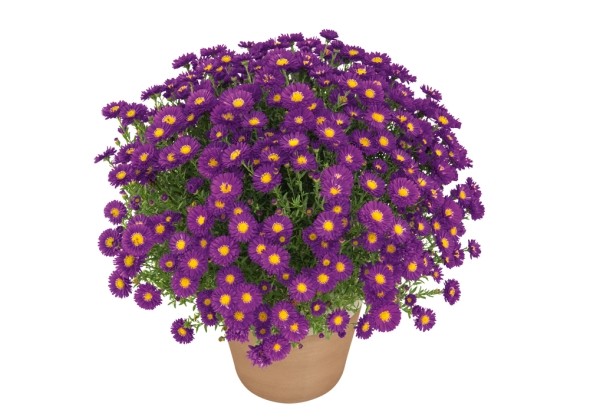 Astras krūminis "Turmalin" (Aster dumosus "Turmalin")
