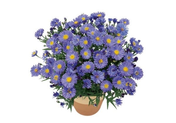 Astras krūminis "Sapphire" (Aster dumosus "Sapphire")