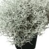 Kalocefalas Silver dolar