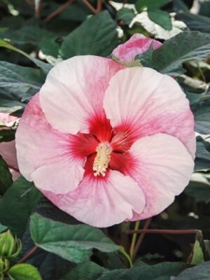 Kinrožė pelkinė "Summerific Perfect Storm" (Hibiscus moscheutos "Summerific Perfect Storm")