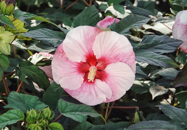 Kinrožė pelkinė "Summerific Perfect Storm" (Hibiscus moscheutos "Summerific Perfect Storm")