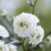 Kraujažolė čiaudulinė "Peter Cottontail" (Achillea "Peter Cottontail")