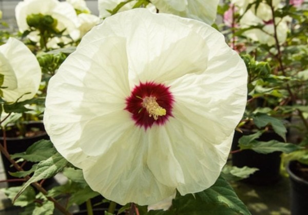 594009_50_hibiscus_moscheutos_french_vanilla.674d866f90da7 Kinrožė pelkinė "French Vanilla" (Hibiscus moscheutos "French Vanilla")