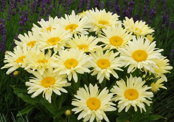 Baltagalvė "Banana Cream" (Leucanthemum superbum "Banana Cream")