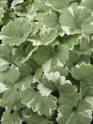 Tramžolė "Variegata" (Glechoma "Variegata")