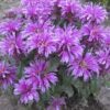 Monarda "Leading Lady Orchid" (Monarda didyma "Leading Lady Orchid")
