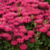 Monarda "Leading Lady Razzberry" (Monarda didyma "Leading Lady Razzberry")