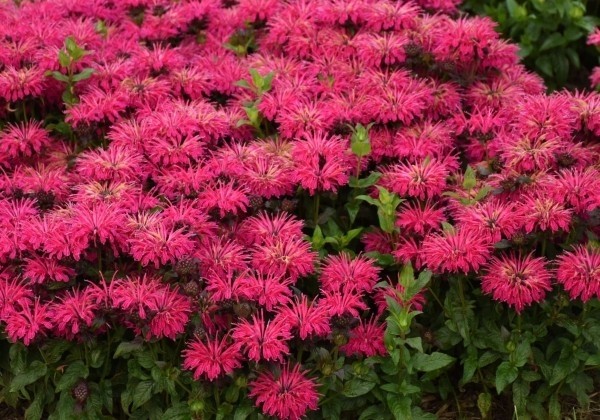 Monarda "Leading Lady Razzberry" (Monarda didyma "Leading Lady Razzberry")