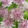 Astrancija "Buckland" (Astrantia "Buckland")