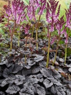 Astilbė "Darkside of the Moon" (Astilbe arendsii "Darkside of the Moon")