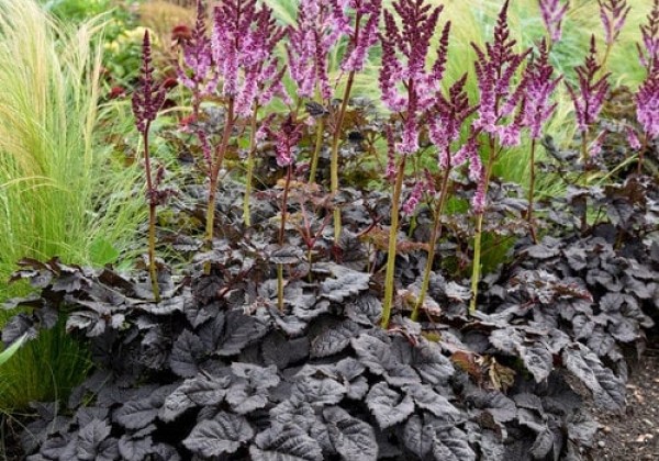 76astdom_104_astilbe_arendsii_darkside_of_the_moon.653e38dd8f9d2 Astilbė "Darkside of the Moon" (Astilbe arendsii "Darkside of the Moon")