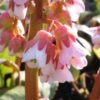 Bergenija "Baby Doll" (Bergenia cordifolia "Baby Doll")
