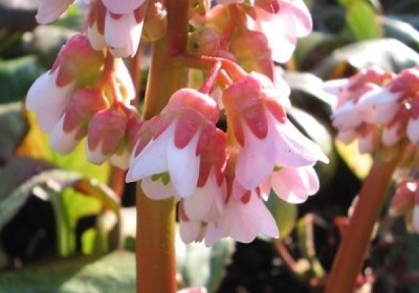 76berbab_104_bergenia_cordifolia_baby_doll.653e38a14bffc Bergenija "Baby Doll" (Bergenia cordifolia "Baby Doll")