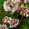 Bergenija "Baby Doll" (Bergenia cordifolia "Baby Doll")