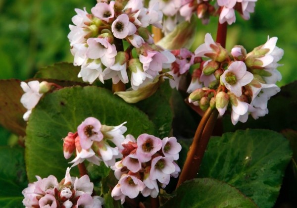 76berbab_104_bergenia_cordifolia_baby_doll.653e38a14e3e2 Bergenija "Baby Doll" (Bergenia cordifolia "Baby Doll")