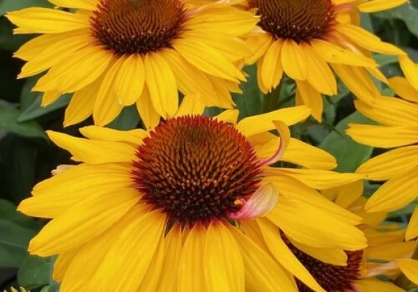 76echsms_104_echinacea_purpurea_sunseekers_mango_sunrise.653e38dde4412 Ežiuolė "SunSeekers Mango Sunrise" (Echinacea "SunSeekers Mango Sunrise")
