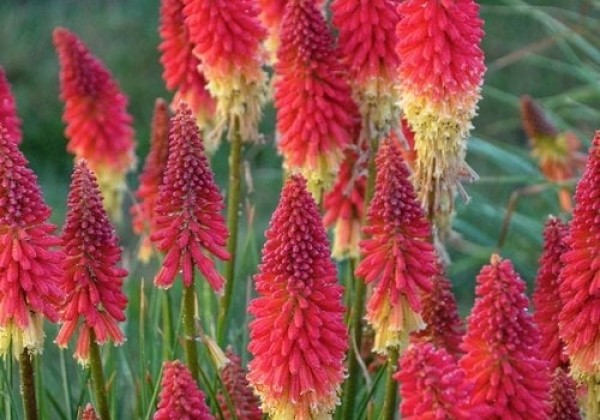 76knirrg_104_kniphofia_uvaria_red_glare.653e38de8f22a Knipofija "Flamenco" (Kniphofia uvaria "Flamenco")