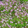 Snaputis "Rose Clair" (Geranium "Rose Clair")
