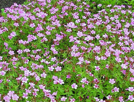 Geranium_x_oxonianum_Rose_Clair_3 Snaputis "Rose Clair" (Geranium "Rose Clair")