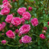 Rožė "Lilly Rose Wonder 6" (Rosa hybride "Lilly Rose Wonder 6")