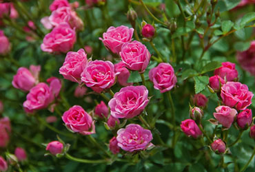 Rožė "Lilly Rose Wonder 6" (Rosa hybride "Lilly Rose Wonder 6")
