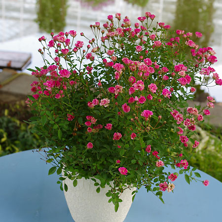 Rožė "Lilly Rose Wonder 6" (Rosa hybride "Lilly Rose Wonder 6")