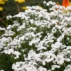 Kraujažolė čiaudulinė "Peter Cottontail" (Achillea "Peter Cottontail")