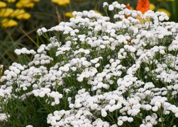 achillea-ptarmica-peter-cottontail-747x533 Kraujažolė čiaudulinė "Peter Cottontail" (Achillea "Peter Cottontail")