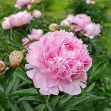 atsisiųsti (1) Bijūnas puikusis "Sarah Bernhardt" (Paeonia lactiflora "Sarah Bernhardt")