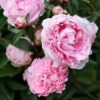 Bijūnas puikusis "Sarah Bernhardt" (Paeonia lactiflora "Sarah Bernhardt")