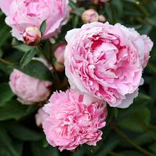 atsisiųsti (2) Bijūnas puikusis "Sarah Bernhardt" (Paeonia lactiflora "Sarah Bernhardt")