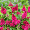 Budlėja  "Butterfly Candy Ruby" (Buddleja "Butterfly Candy Ruby")