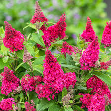 Budlėja  "Butterfly Candy Ruby" (Buddleja "Butterfly Candy Ruby")