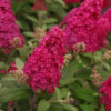 Budlėja  "Butterfly Candy Ruby" (Buddleja "Butterfly Candy Ruby")